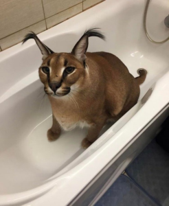 Военный преступник