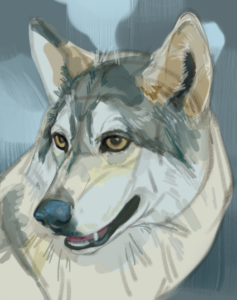 30 min study wolf