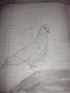 Рандомный голубь из парка