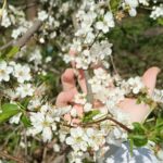 Soltwine Пришла весна Ukulele