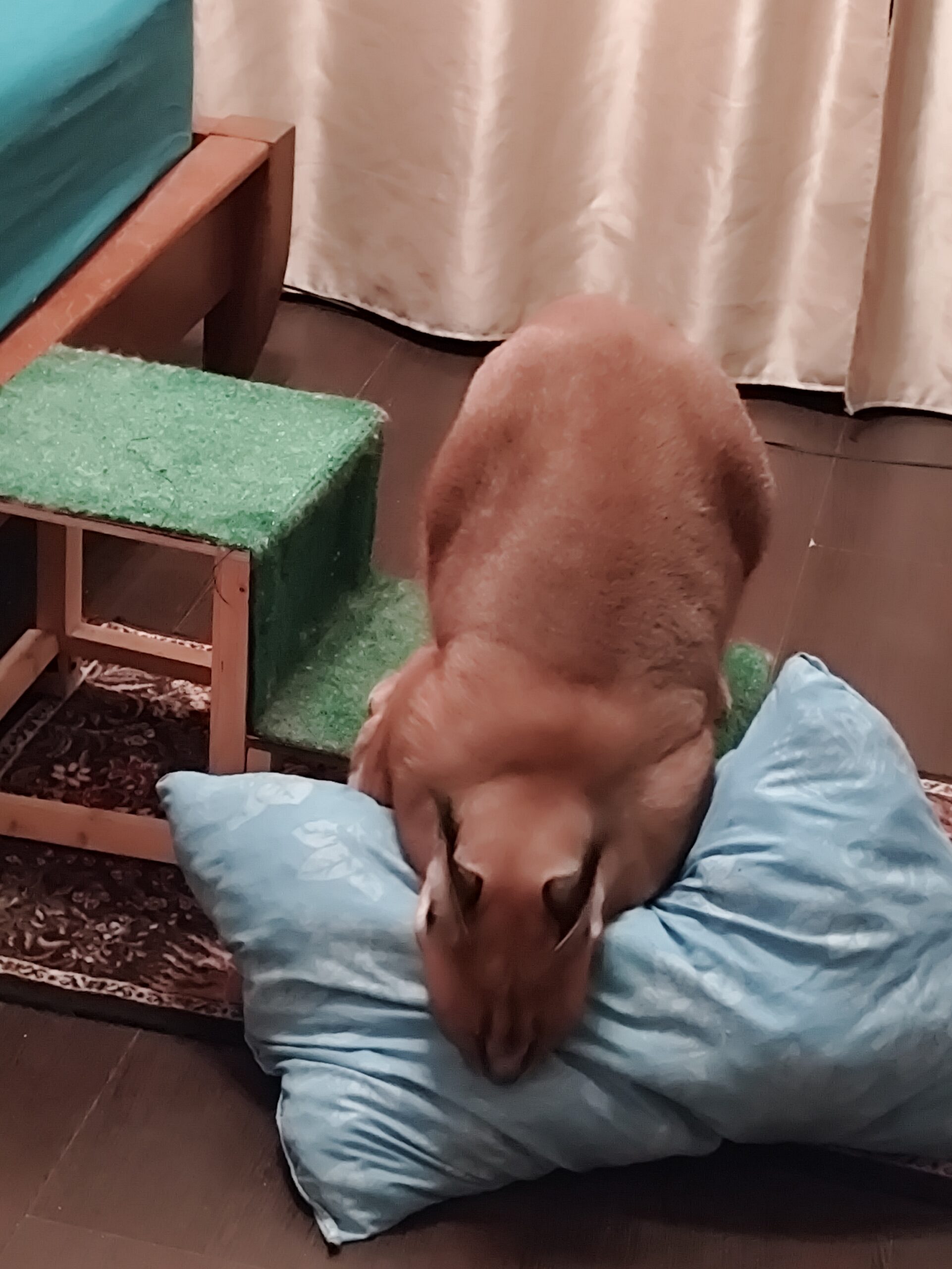 СИГНА С ИРЛ КАРАКАЛОМ
