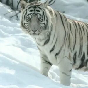 Swift Tiger - картинка профиля пользователя