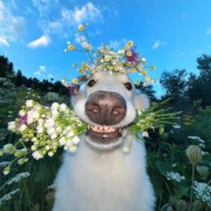 cypep - картинка профиля пользователя