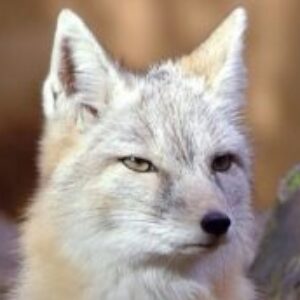 Guzlik - картинка профиля пользователя