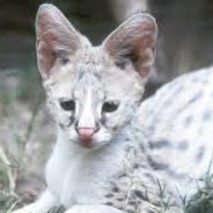 Sunrise - картинка профиля пользователя