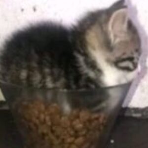 AlfiCat - картинка профиля пользователя