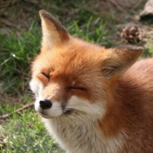 Foxygen - картинка профиля пользователя