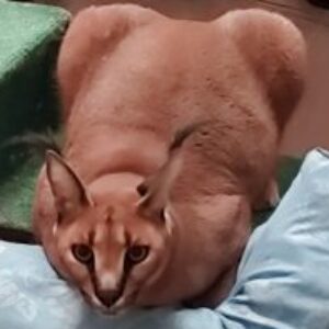 yourpillowzov - картинка профиля пользователя