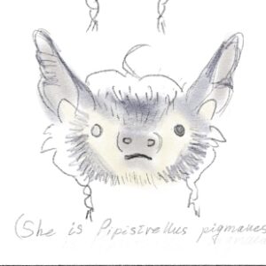 Marfa the Bat - картинка профиля пользователя