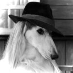 Лавр - картинка профиля пользователя