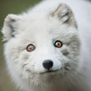 CalmBrick - картинка профиля пользователя